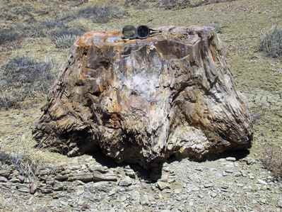 Petrified Tree Stump in Lewis Shale