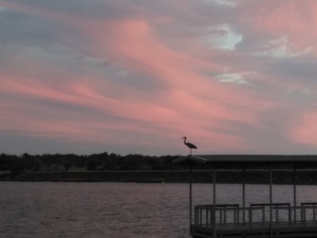The silhouette of a wading bird on a dock in front of a pink sunset sky.