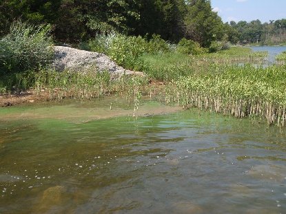cove - rock creek