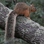 Chiricahua fox squirrels live only in the Chiricahua Mountains.