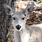 Arizona white-tail deer