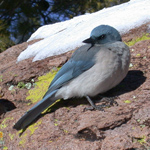 Mexican Jay