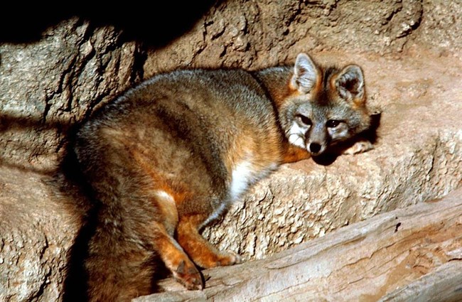 Gray fox on rocks
