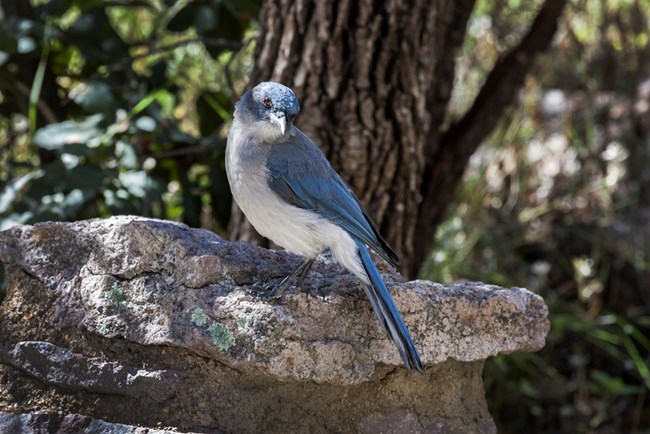 Blue bird with gray breast, sitting on a rock.