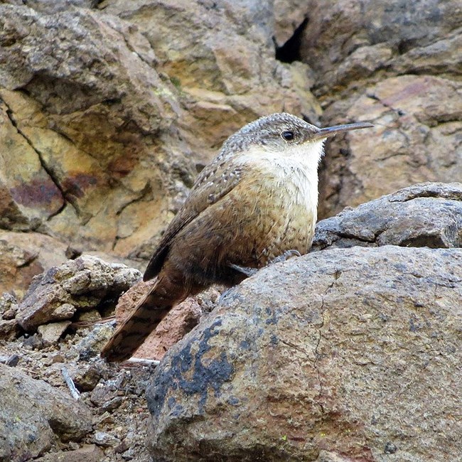 Little brown bird with a long bill and a white chin on a rock.