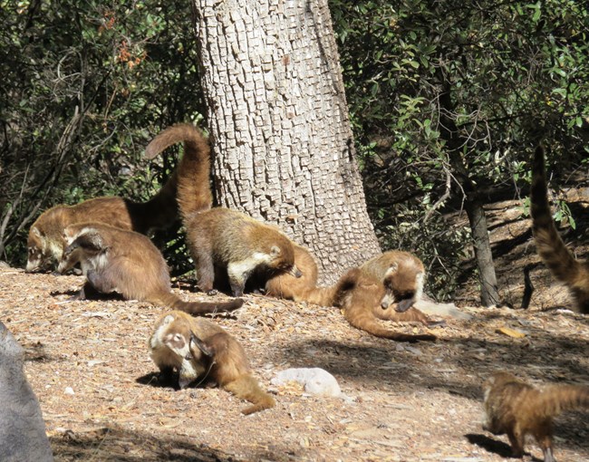 Eight mid-sized brown mammals with long tails groom themselves or forage for food underneath a tree.