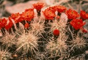 The claret cup is one of the most widespread and variable of the hedgehog cacti.  There are several varieties, but all have bright red flowers with rounded petals - an easy way to identify this species.