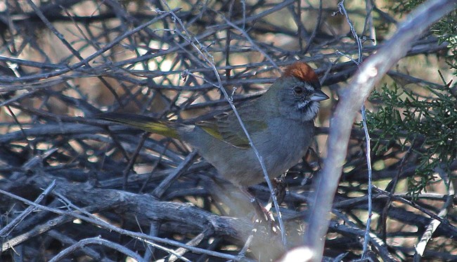 Greenish brown bird with red on its head, sitting in some branches.