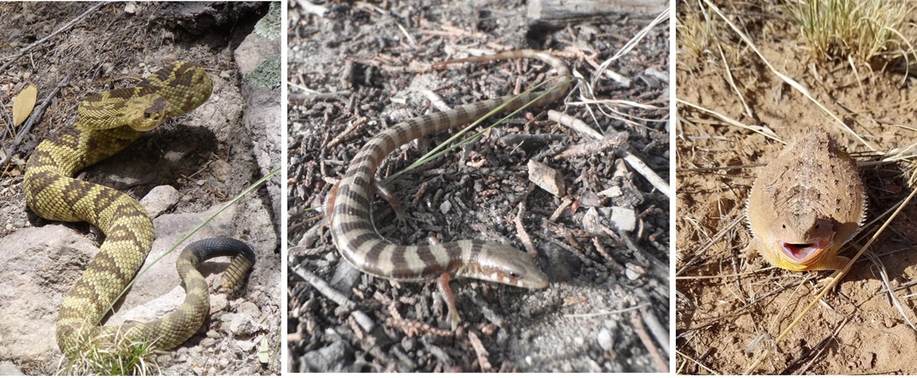 Three photos: a black-tailed rattlesnake, horned lizard, and an alligator lizard.