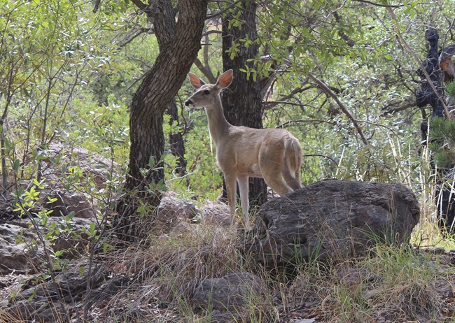 small female deer standing between a rock and a tree.