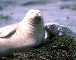 Harbor Seals