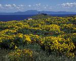 Coreopsis