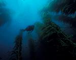 Kelp Forest