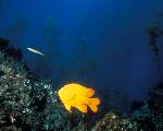Garibaldi