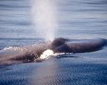 Blue Whale