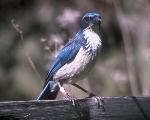 Island Jay