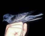 Ashy Storm Petrel