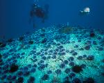 Urchin Barren
