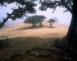 Island Oak