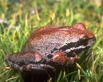 Pacific Tree Frog