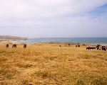 Ranching