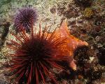 Marine Life