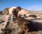 Monitoring Pinnipeds