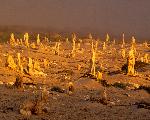 Caliche Forest