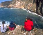 Elephant Seal Cove