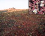 Iceplant
