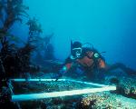 Kelp Forest Monitoring