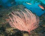 Marine Life