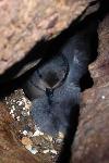 Ashy Storm-Petrel with baby chick