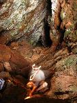 Bill McIver in dark sea cave tagging nests