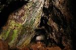 Looking for Petrel nests