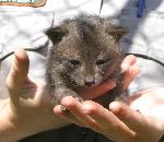 Fox pup