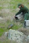 Fox release