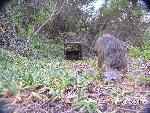 Scent marking
