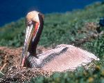 California brown pelican