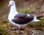 Wetern gull