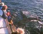 Humpback Whale