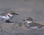 Snowy Plovers