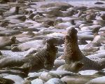 Elephant Seals