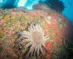 Sunflower Star