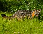 Island Fox