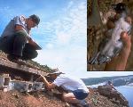 Seabird Monitoring