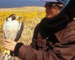 Peregrine Falcon