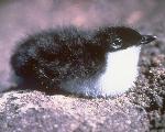 Xantus Murrelet Chick
