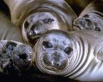 Elephant Seal Pups