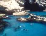 Sea Lions
